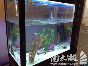 全新與閑置 魚(yú)缸與孕產(chǎn)期母嬰用品的巧妙搭配指南
